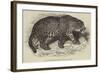 Jaguar, Presented by Her Majesty to the Zoological Society-null-Framed Giclee Print