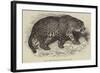 Jaguar, Presented by Her Majesty to the Zoological Society-null-Framed Giclee Print