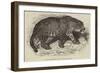 Jaguar, Presented by Her Majesty to the Zoological Society-null-Framed Giclee Print