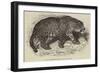 Jaguar, Presented by Her Majesty to the Zoological Society-null-Framed Giclee Print