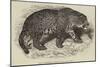 Jaguar, Presented by Her Majesty to the Zoological Society-null-Mounted Giclee Print