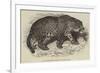 Jaguar, Presented by Her Majesty to the Zoological Society-null-Framed Giclee Print