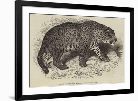 Jaguar, Presented by Her Majesty to the Zoological Society-null-Framed Giclee Print