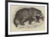 Jaguar, Presented by Her Majesty to the Zoological Society-null-Framed Giclee Print