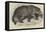 Jaguar, Presented by Her Majesty to the Zoological Society-null-Framed Stretched Canvas