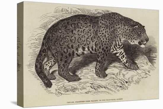 Jaguar, Presented by Her Majesty to the Zoological Society-null-Stretched Canvas