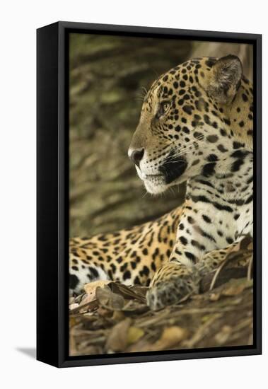 Jaguar Profile-Joe McDonald-Framed Stretched Canvas