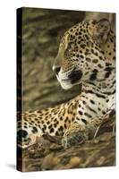Jaguar Profile-Joe McDonald-Stretched Canvas