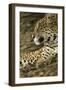 Jaguar Profile-Joe McDonald-Framed Premium Photographic Print