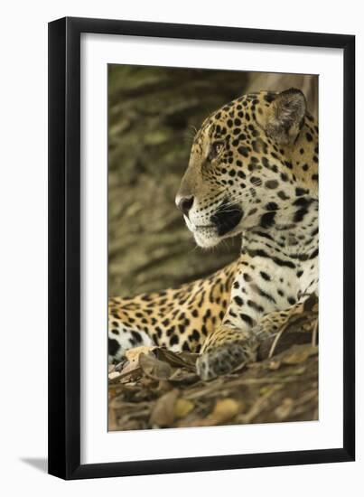 Jaguar Profile-Joe McDonald-Framed Premium Photographic Print