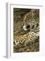 Jaguar Profile-Joe McDonald-Framed Premium Photographic Print