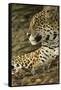 Jaguar Profile-Joe McDonald-Framed Stretched Canvas