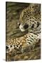 Jaguar Profile-Joe McDonald-Stretched Canvas