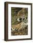 Jaguar Profile-Joe McDonald-Framed Photographic Print