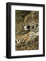 Jaguar Profile-Joe McDonald-Framed Photographic Print