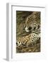 Jaguar Profile-Joe McDonald-Framed Photographic Print