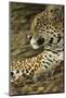 Jaguar Profile-Joe McDonald-Mounted Photographic Print