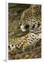 Jaguar Profile-Joe McDonald-Framed Photographic Print