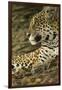 Jaguar Profile-Joe McDonald-Framed Photographic Print