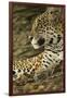 Jaguar Profile-Joe McDonald-Framed Photographic Print