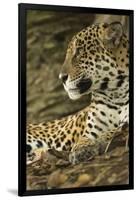 Jaguar Profile-Joe McDonald-Framed Photographic Print