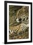 Jaguar Profile-Joe McDonald-Framed Photographic Print