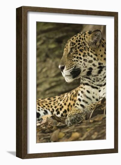 Jaguar Profile-Joe McDonald-Framed Photographic Print