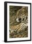 Jaguar Profile-Joe McDonald-Framed Photographic Print