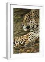 Jaguar Profile-Joe McDonald-Framed Photographic Print