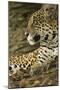Jaguar Profile-Joe McDonald-Mounted Photographic Print