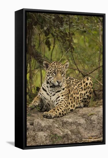 Jaguar Resting on Riverbank-Joe McDonald-Framed Stretched Canvas