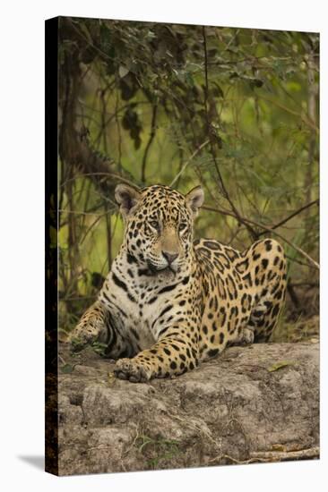 Jaguar Resting on Riverbank-Joe McDonald-Stretched Canvas