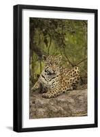 Jaguar Resting on Riverbank-Joe McDonald-Framed Premium Photographic Print