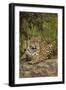 Jaguar Resting on Riverbank-Joe McDonald-Framed Premium Photographic Print