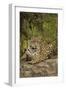 Jaguar Resting on Riverbank-Joe McDonald-Framed Premium Photographic Print