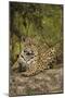 Jaguar Resting on Riverbank-Joe McDonald-Mounted Premium Photographic Print