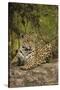 Jaguar Resting on Riverbank-Joe McDonald-Stretched Canvas