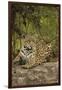 Jaguar Resting on Riverbank-Joe McDonald-Framed Photographic Print