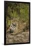 Jaguar Resting on Riverbank-Joe McDonald-Framed Photographic Print