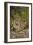 Jaguar Resting on Riverbank-Joe McDonald-Framed Photographic Print