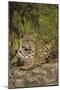 Jaguar Resting on Riverbank-Joe McDonald-Mounted Photographic Print