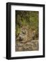 Jaguar Resting on Riverbank-Joe McDonald-Framed Photographic Print