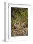 Jaguar Resting on Riverbank-Joe McDonald-Framed Photographic Print