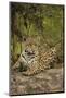 Jaguar Resting on Riverbank-Joe McDonald-Mounted Photographic Print