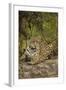 Jaguar Resting on Riverbank-Joe McDonald-Framed Photographic Print