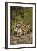 Jaguar Resting on Riverbank-Joe McDonald-Framed Photographic Print