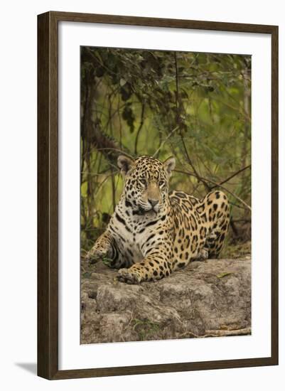 Jaguar Resting on Riverbank-Joe McDonald-Framed Photographic Print