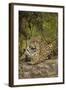 Jaguar Resting on Riverbank-Joe McDonald-Framed Photographic Print