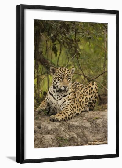 Jaguar Resting on Riverbank-Joe McDonald-Framed Photographic Print