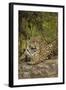 Jaguar Resting on Riverbank-Joe McDonald-Framed Photographic Print